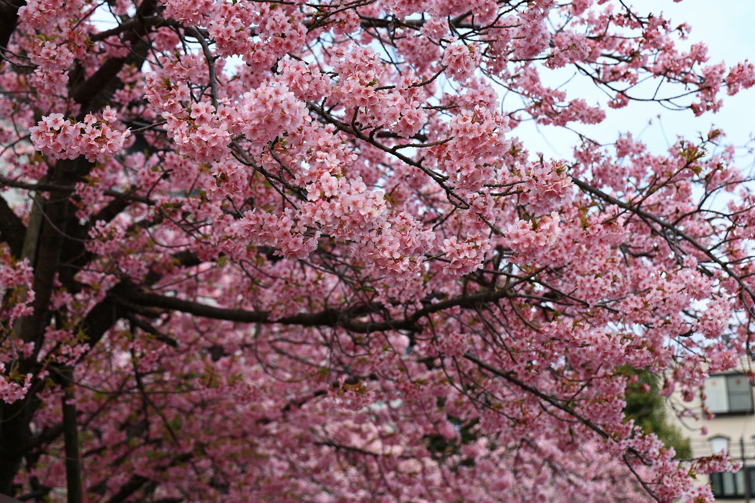 Nahaufnahme von Kirschbaumzweigen in voller Blüte
