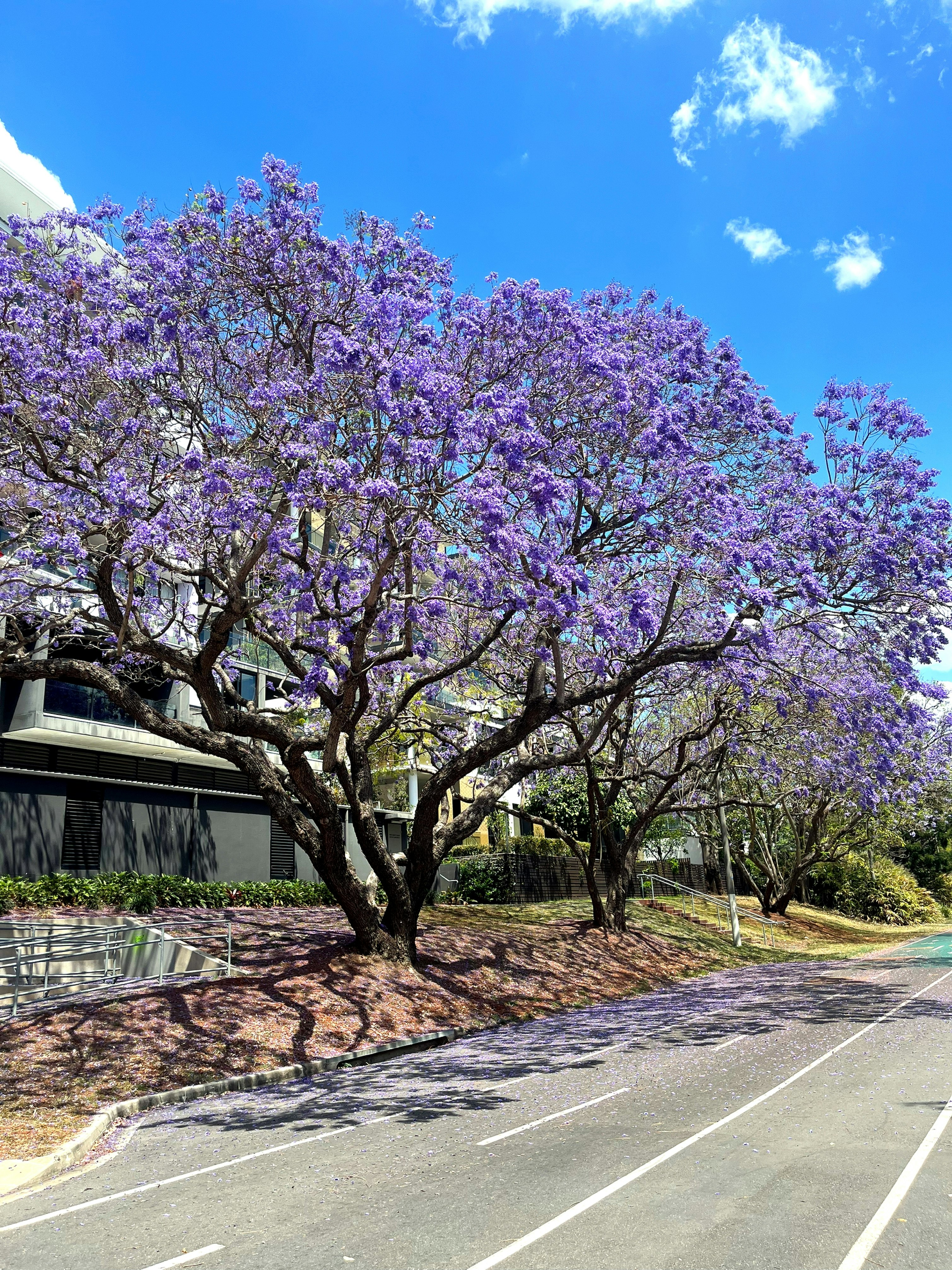 紫色の花を咲かせたジャカランダの木が並ぶ通りの風景