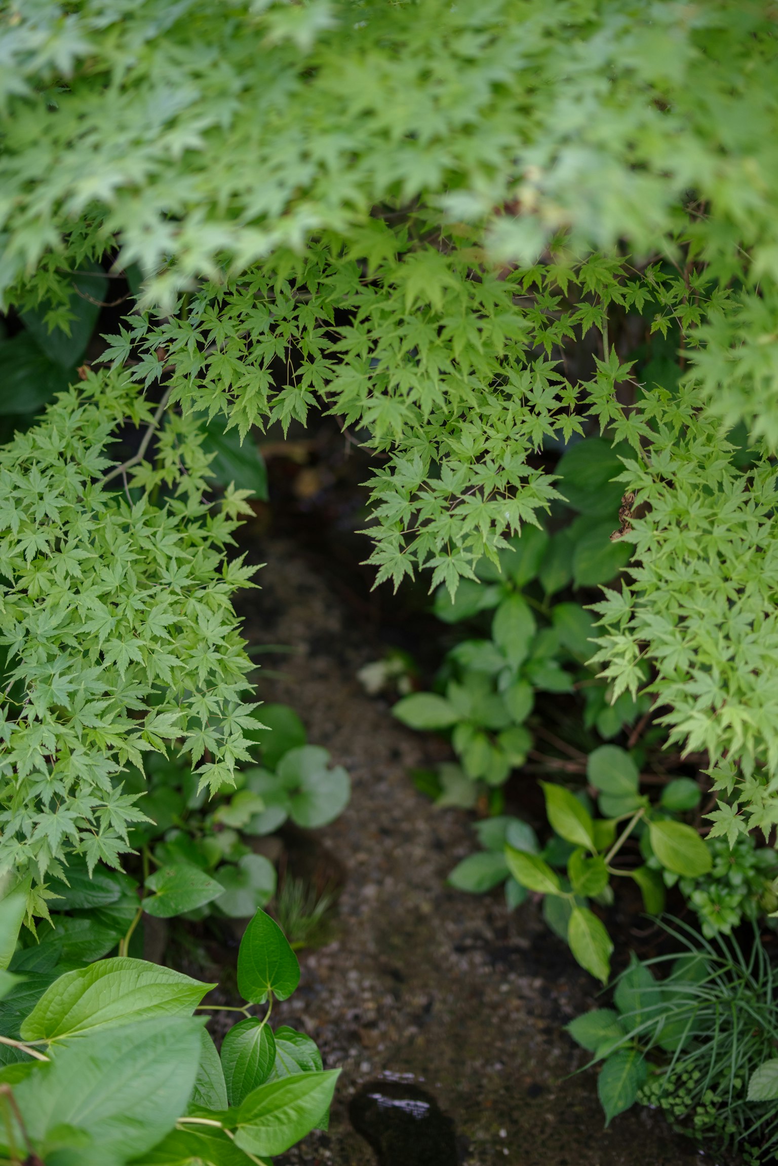 A view of a dirt path peeking through lush green foliage