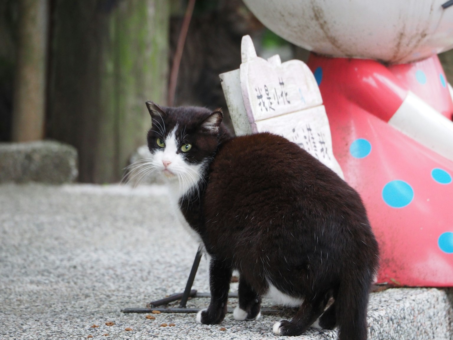 A black and white cat standing near a red polka dot object