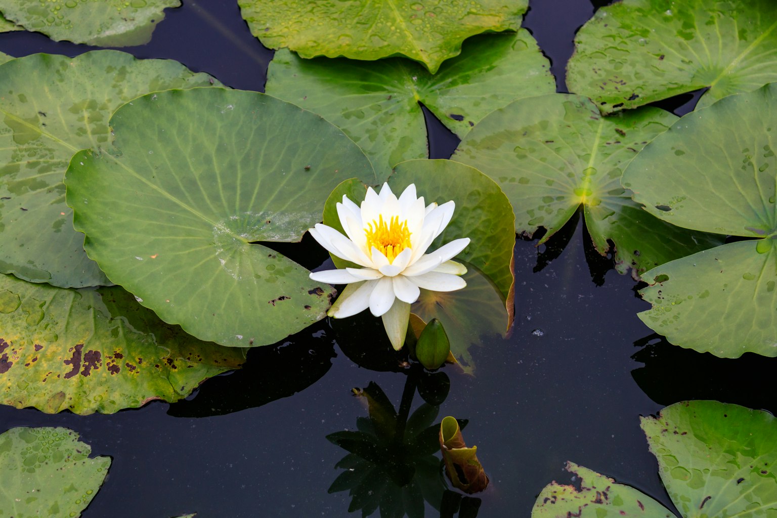 Un lirio blanco floreciendo entre hojas verdes en la superficie del agua
