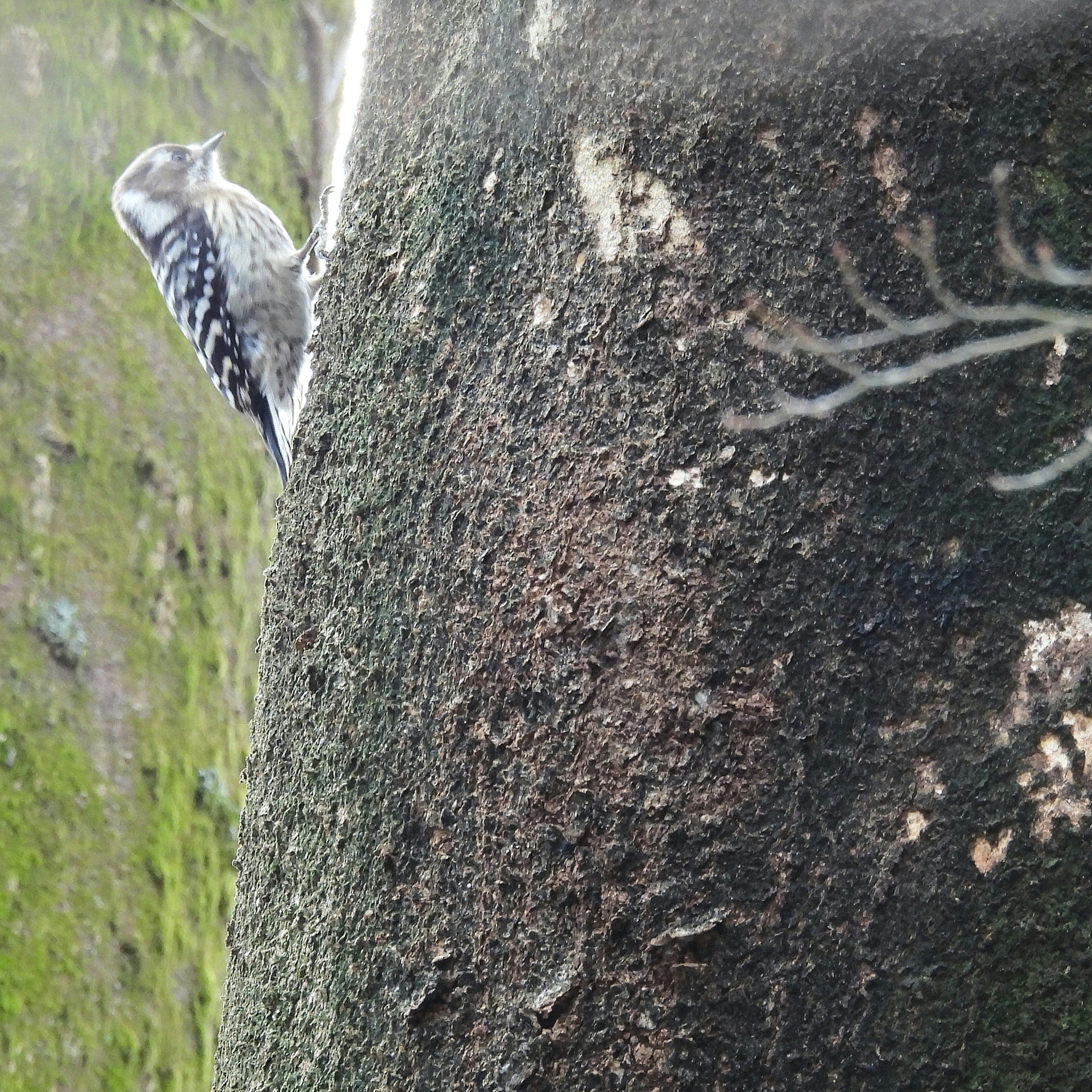 uccello posato su una roccia al giardino botanico prefetturale di Kyoto