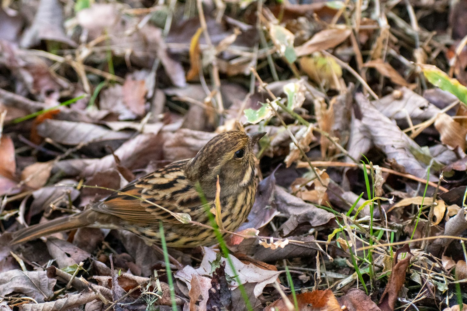 Ein kleiner Vogel, der sich unter den gefallenen Blättern am Boden tarnt