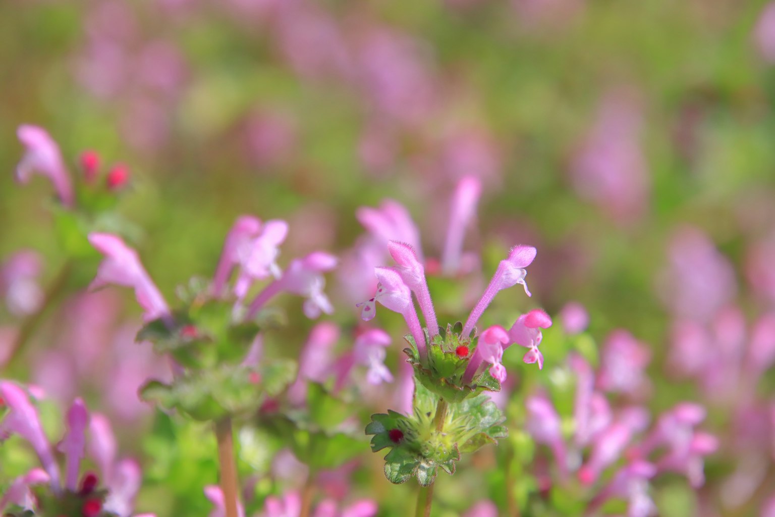 Field of blooming flowers featuring small pink blossoms and green foliage