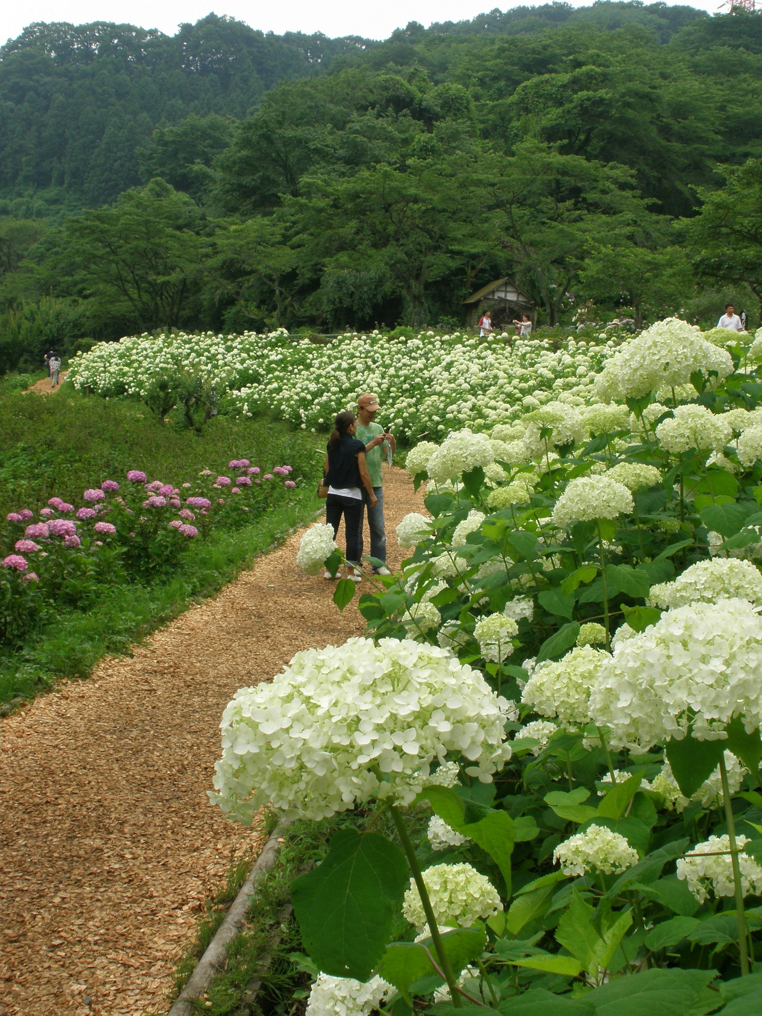 Pareja caminando por un camino bordeado de hortensias blancas en flor