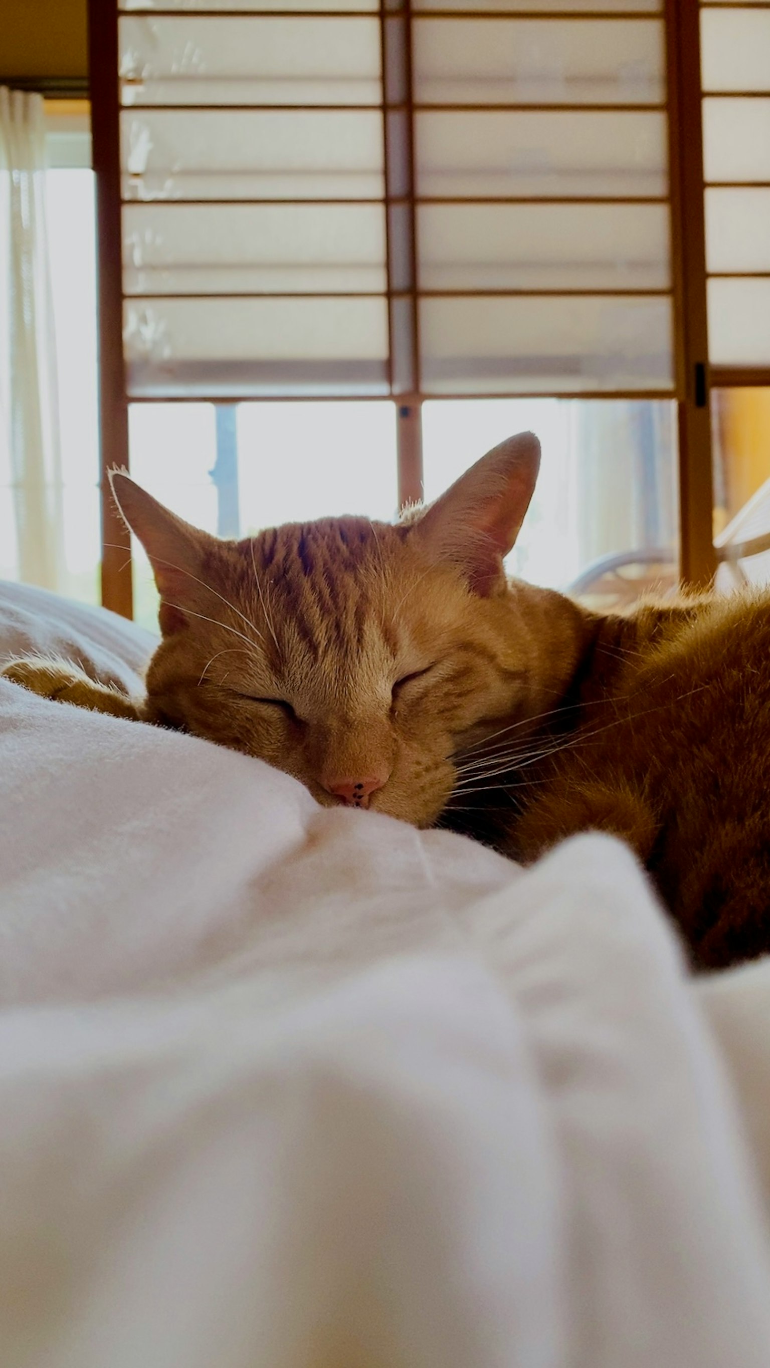 Un gatto arancione che dorme pacificamente su una coperta bianca