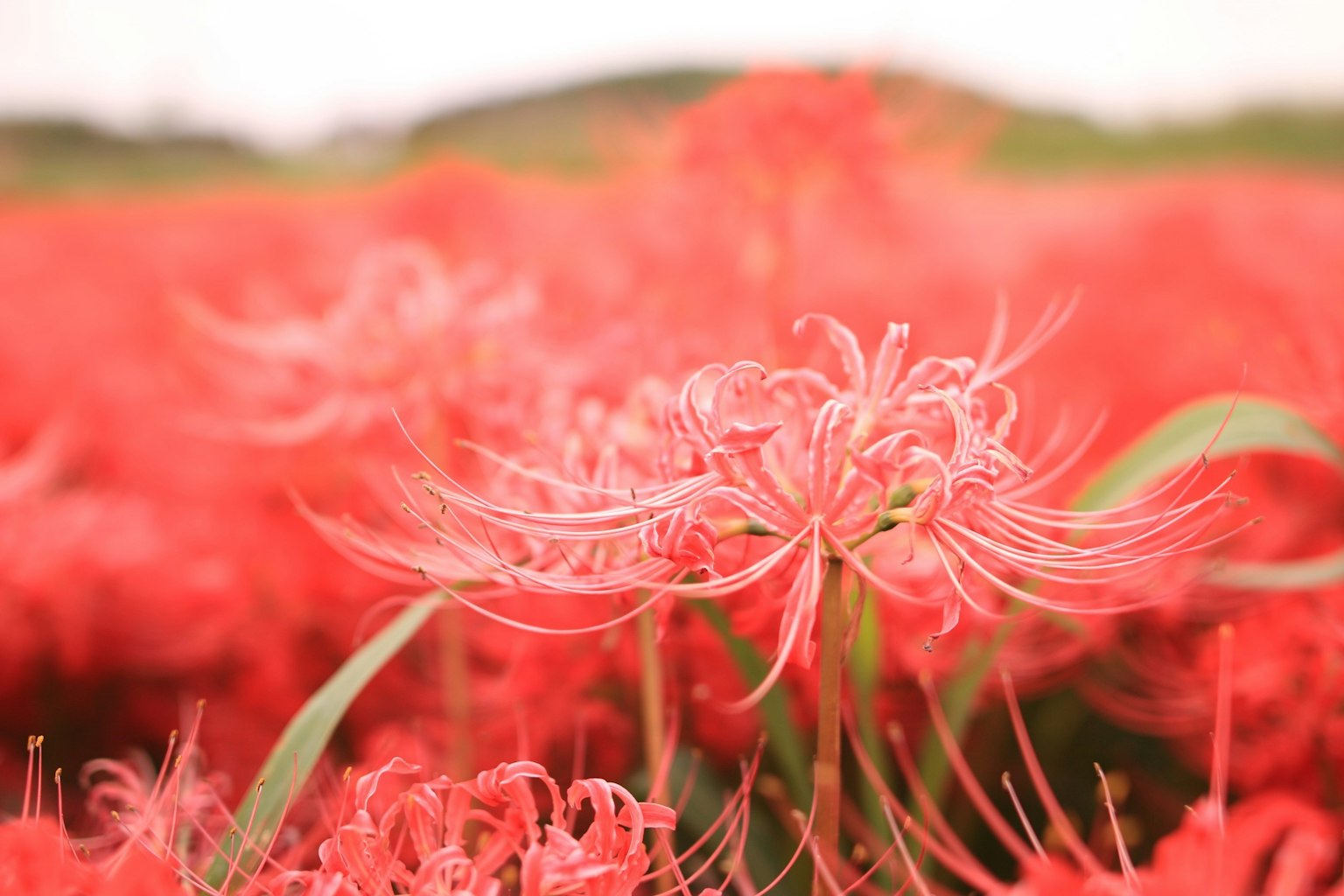 Leuchtend rote Spinnenlilien blühen auf einem Feld
