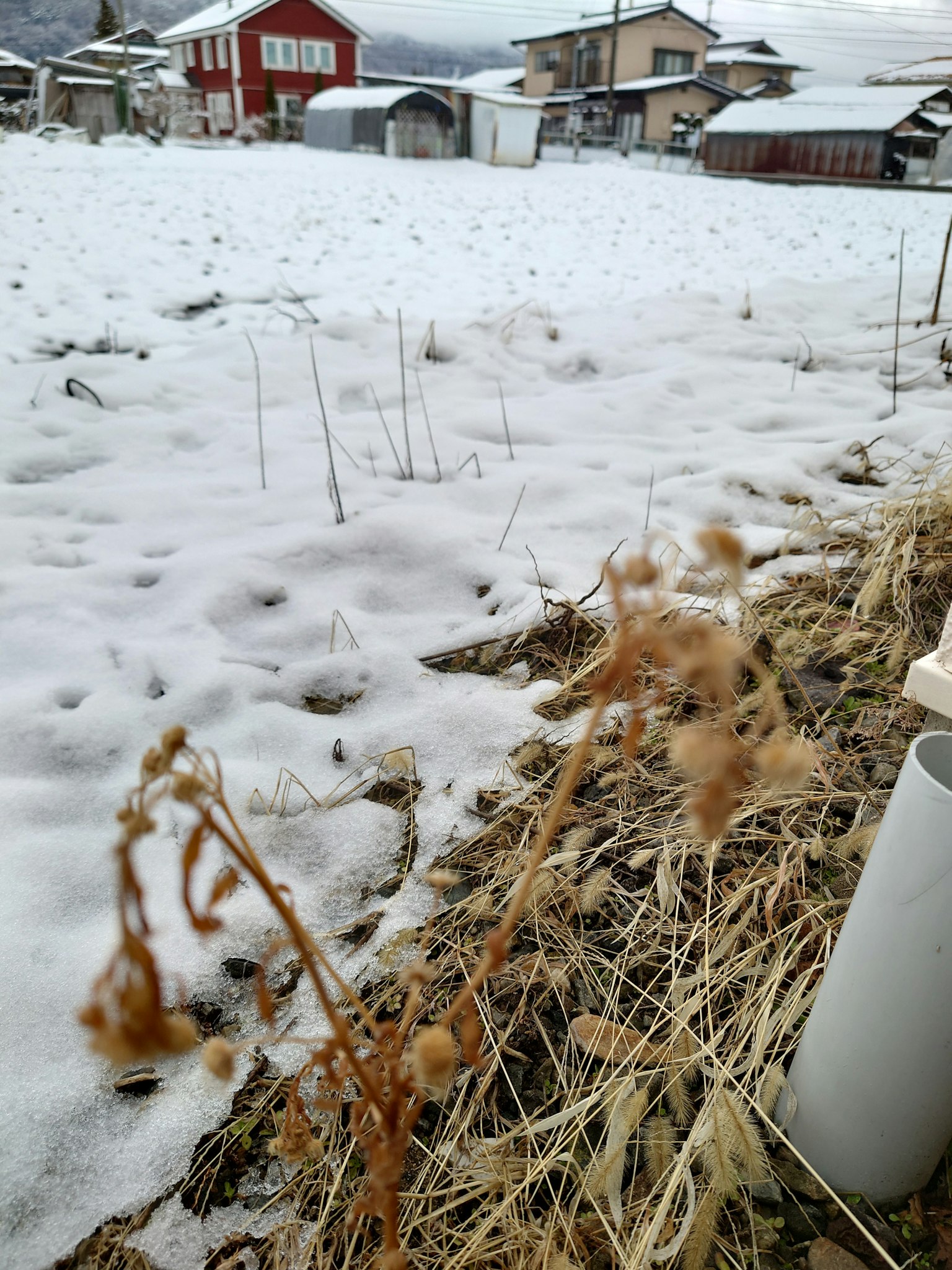 雪覆盖的乡村景观和前景中的干枯植物