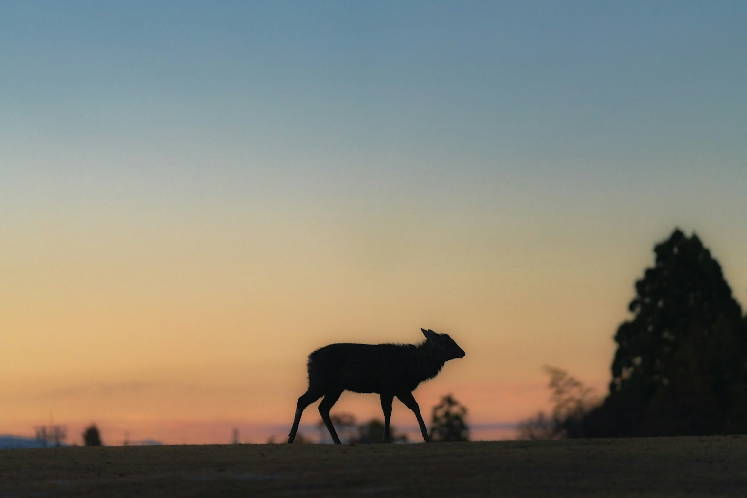 Silhouette of a cow walking at dusk