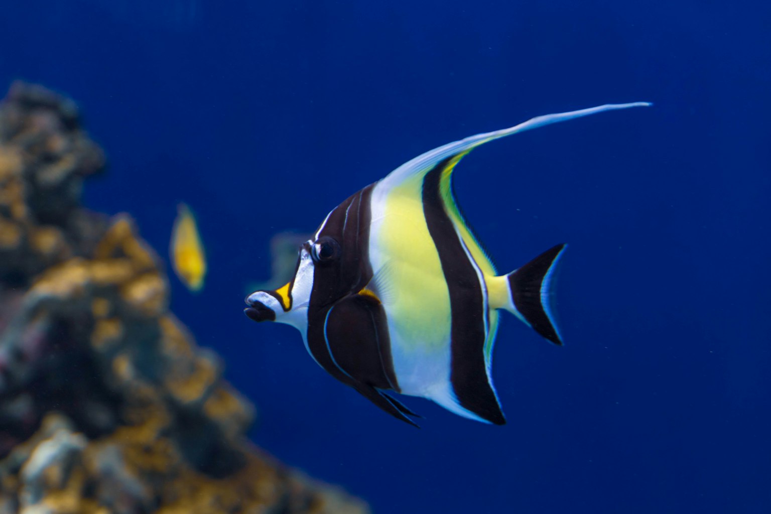 A vibrant butterfly fish swimming in clear blue waters