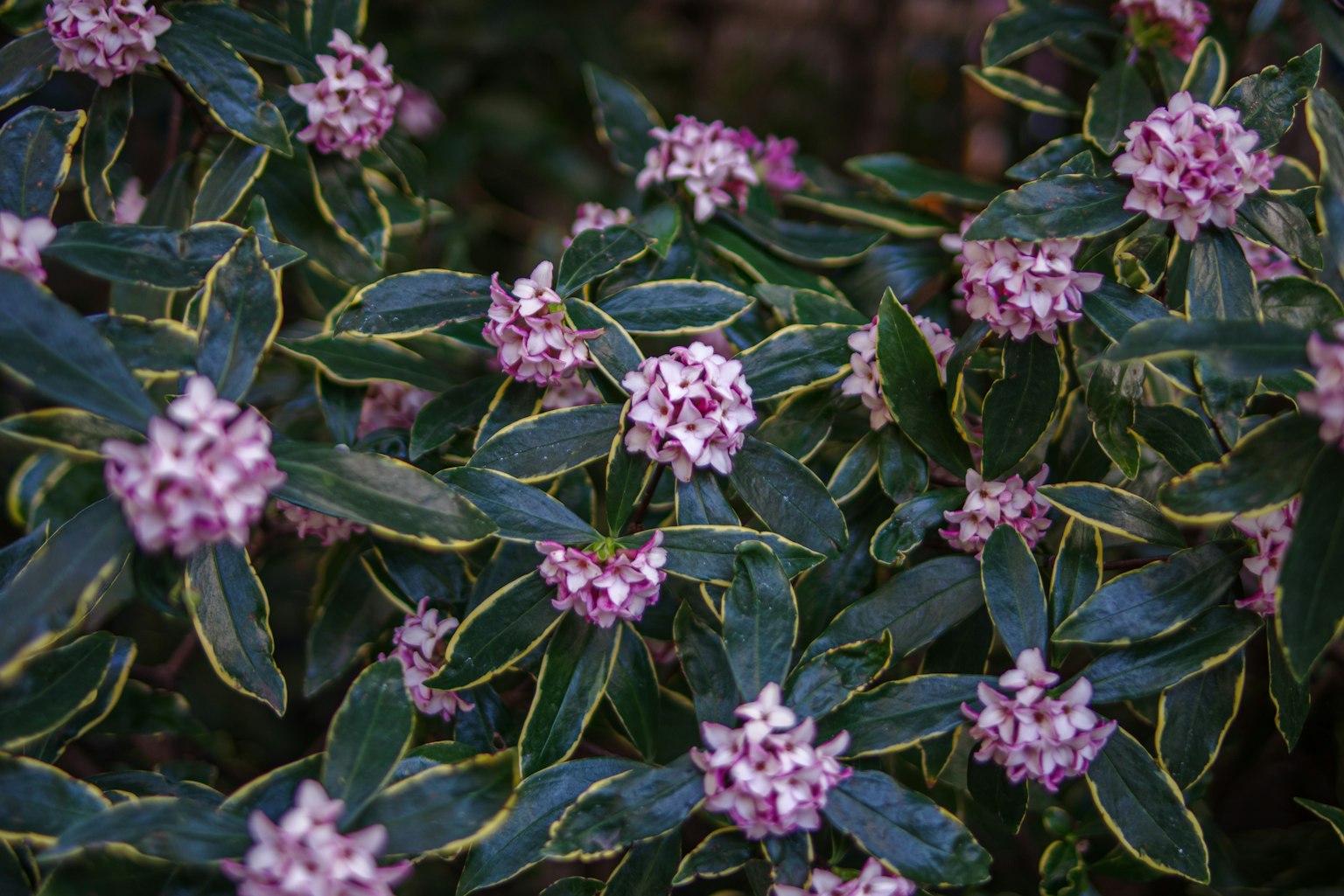 绿色叶子和紫色花朵的植物特写