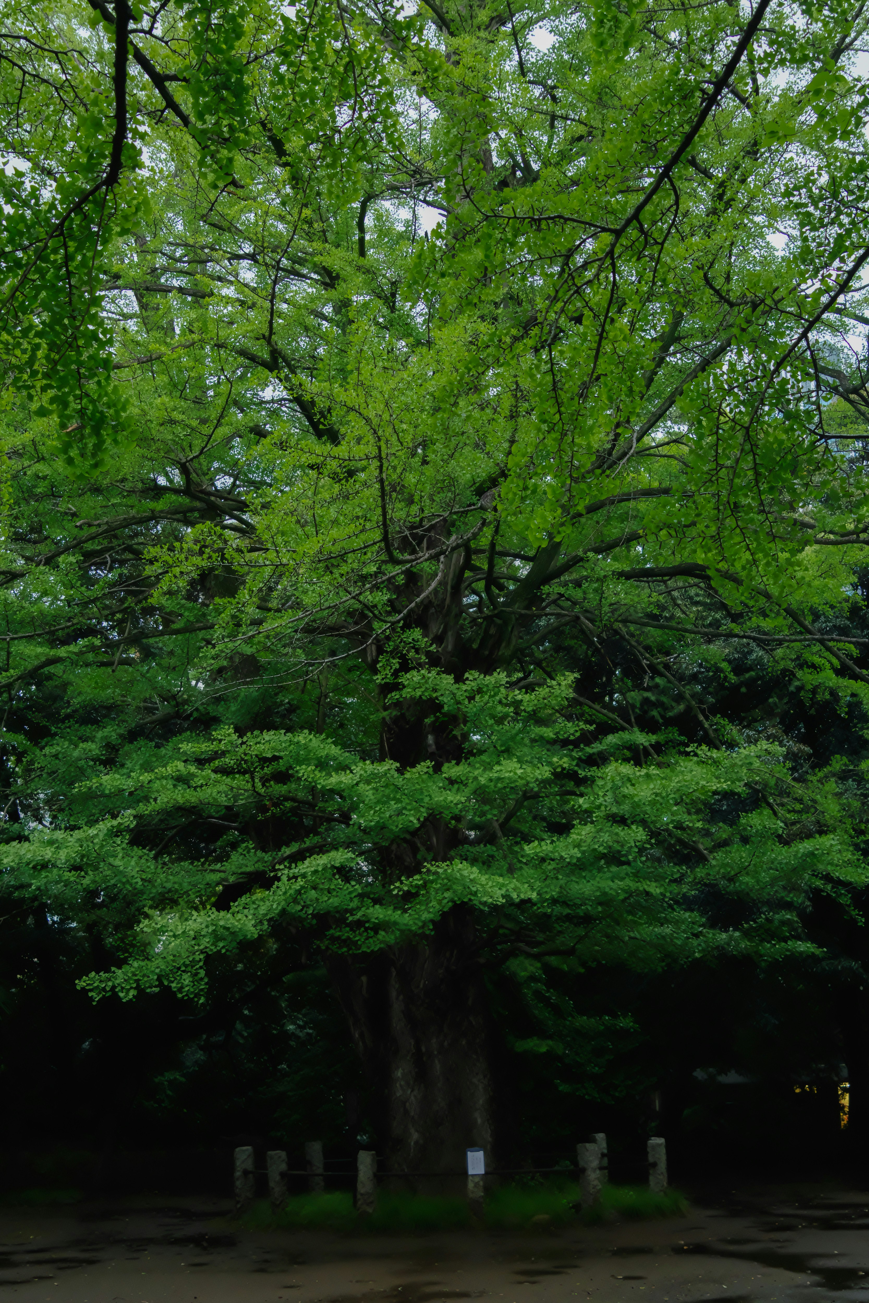大きなイチョウの木の緑豊かな枝葉