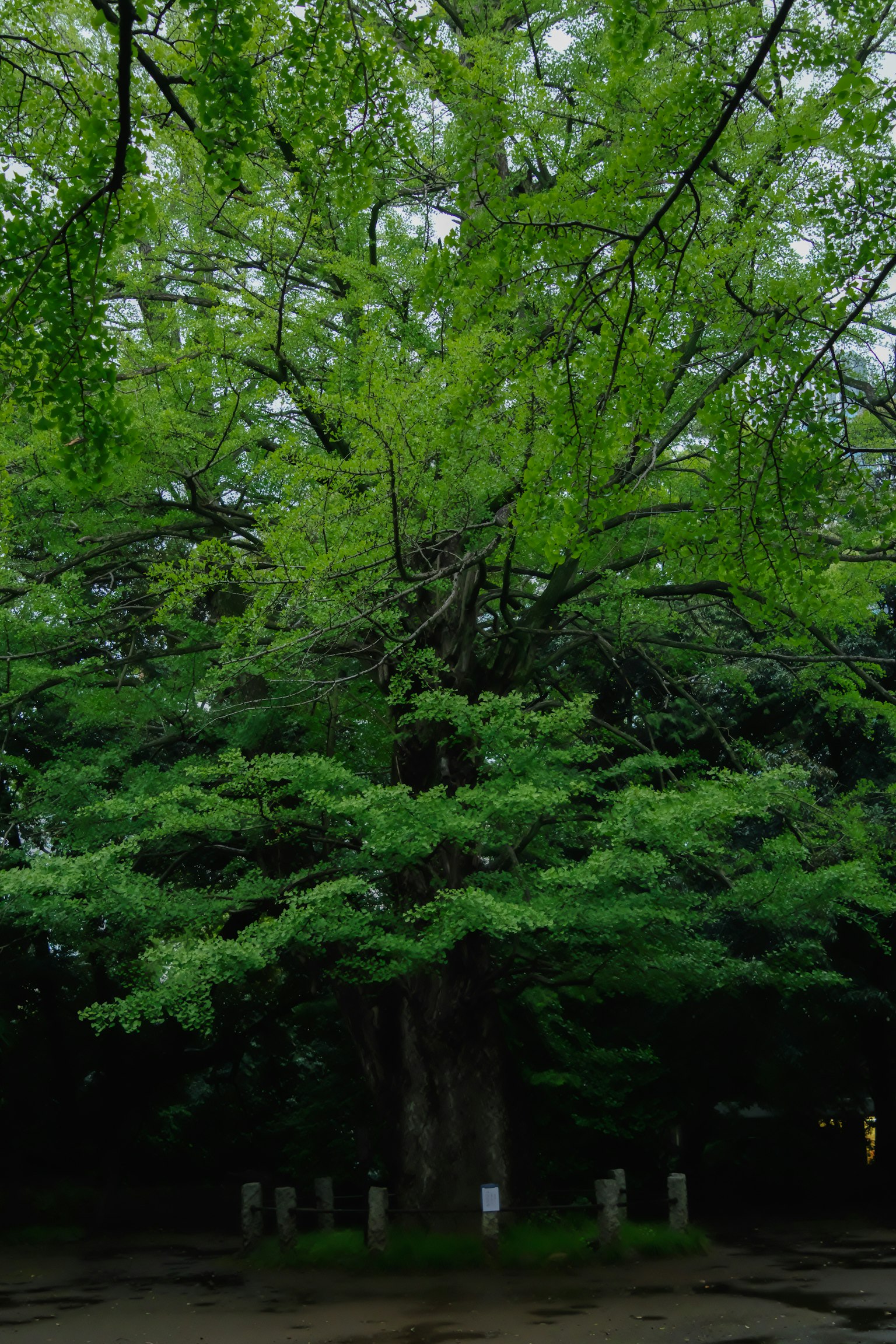 一棵大綠樹主導著風景