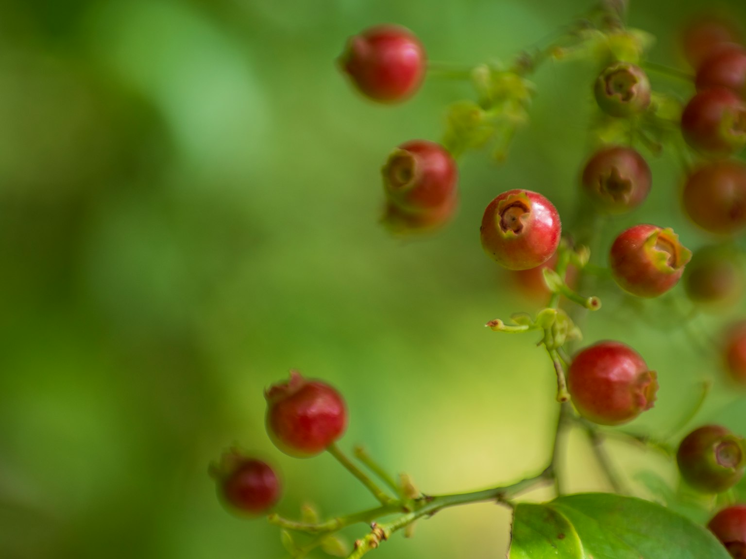 Close-up cabang dengan buah merah di latar belakang hijau