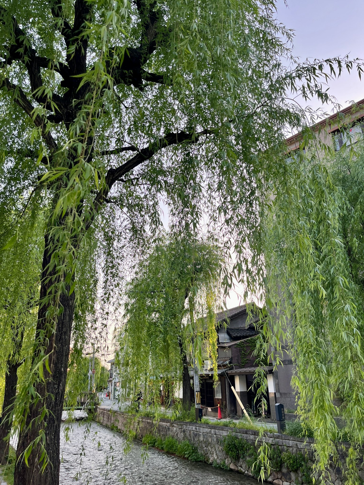 Pemandangan tenang pohon willow hijau di tepi sungai yang tenang