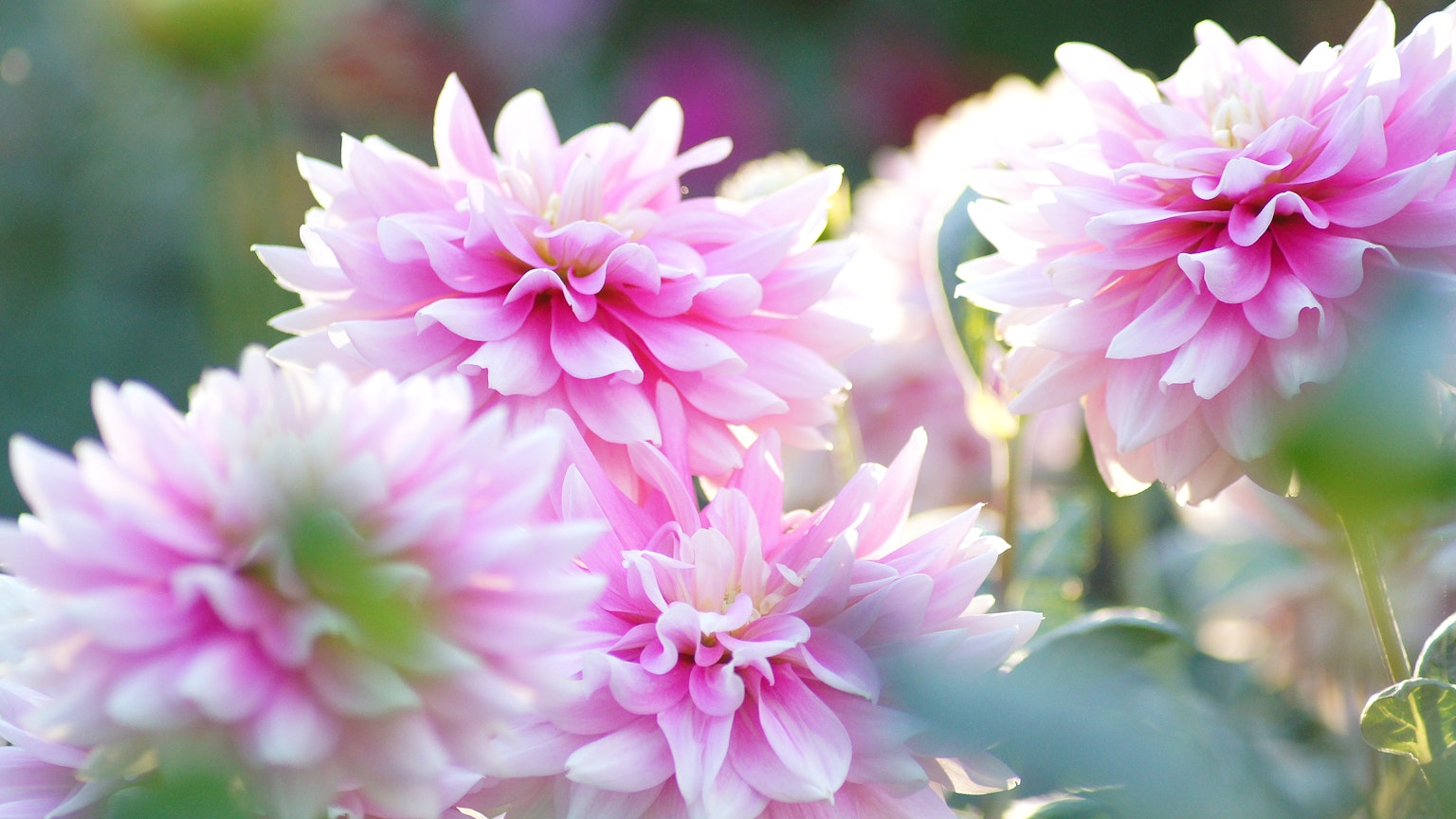 Delicati dahlie rosa che fioriscono in un giardino