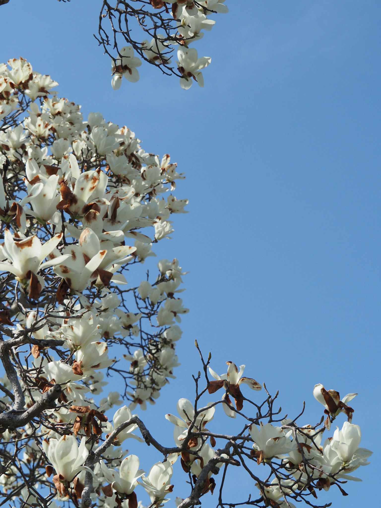 White magnolia flowers and branches against a blue sky