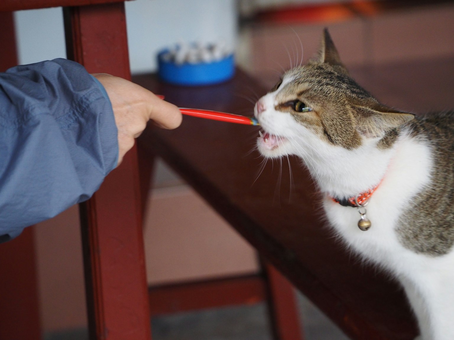 一只猫试图咬住人手中的红色铅笔
