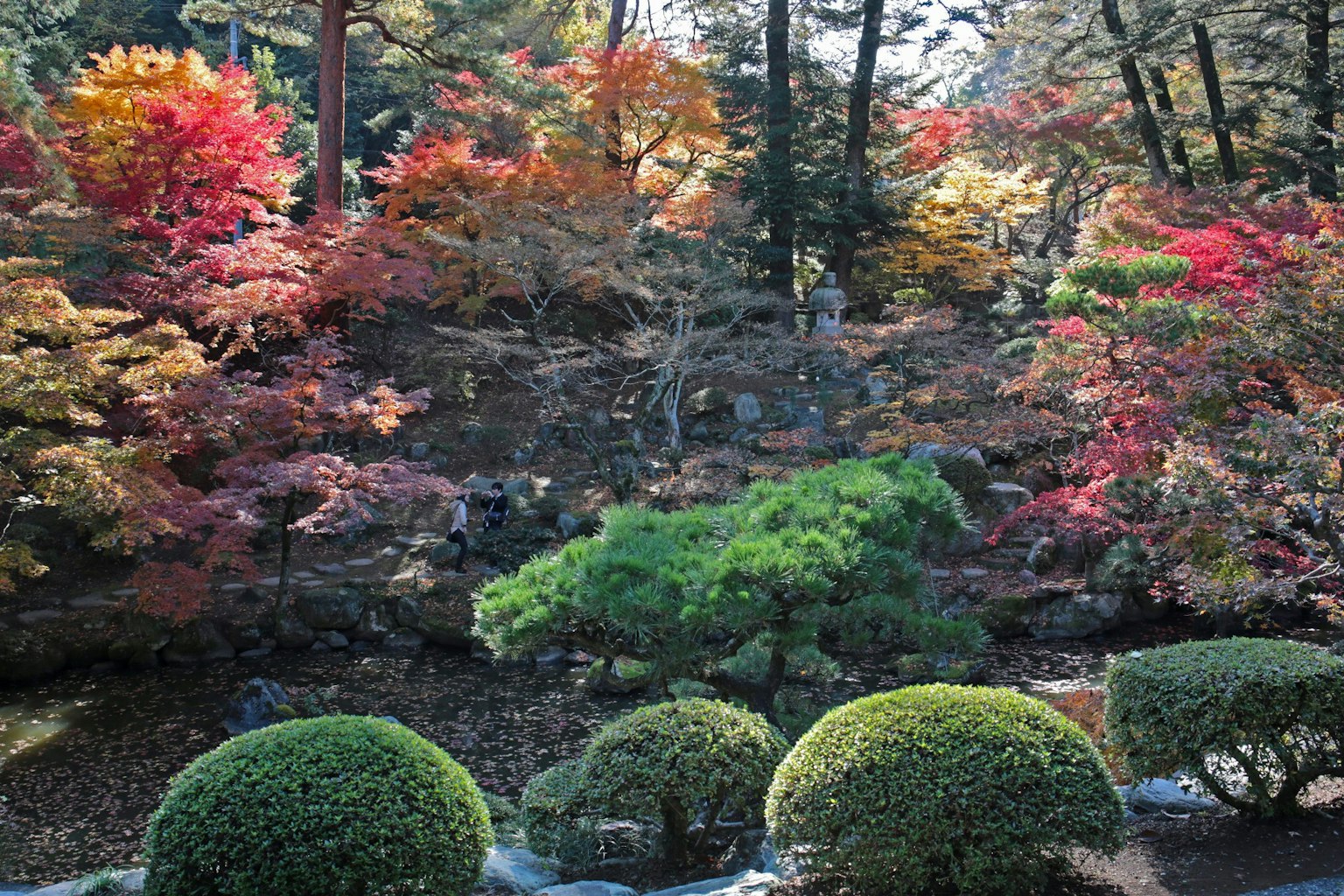 Jardin d'automne magnifique avec un feuillage coloré et des pins verts