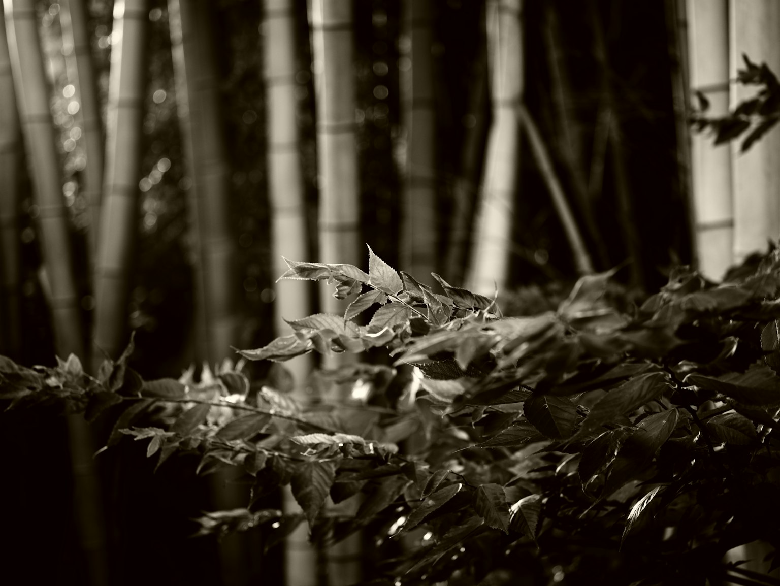 黑白照片展示竹林中對比鮮明的葉子和樹幹