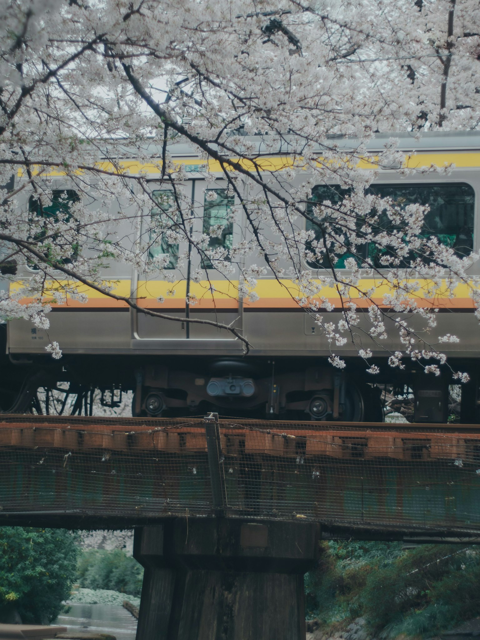 รถไฟที่วิ่งผ่านใต้ต้นซากุระ