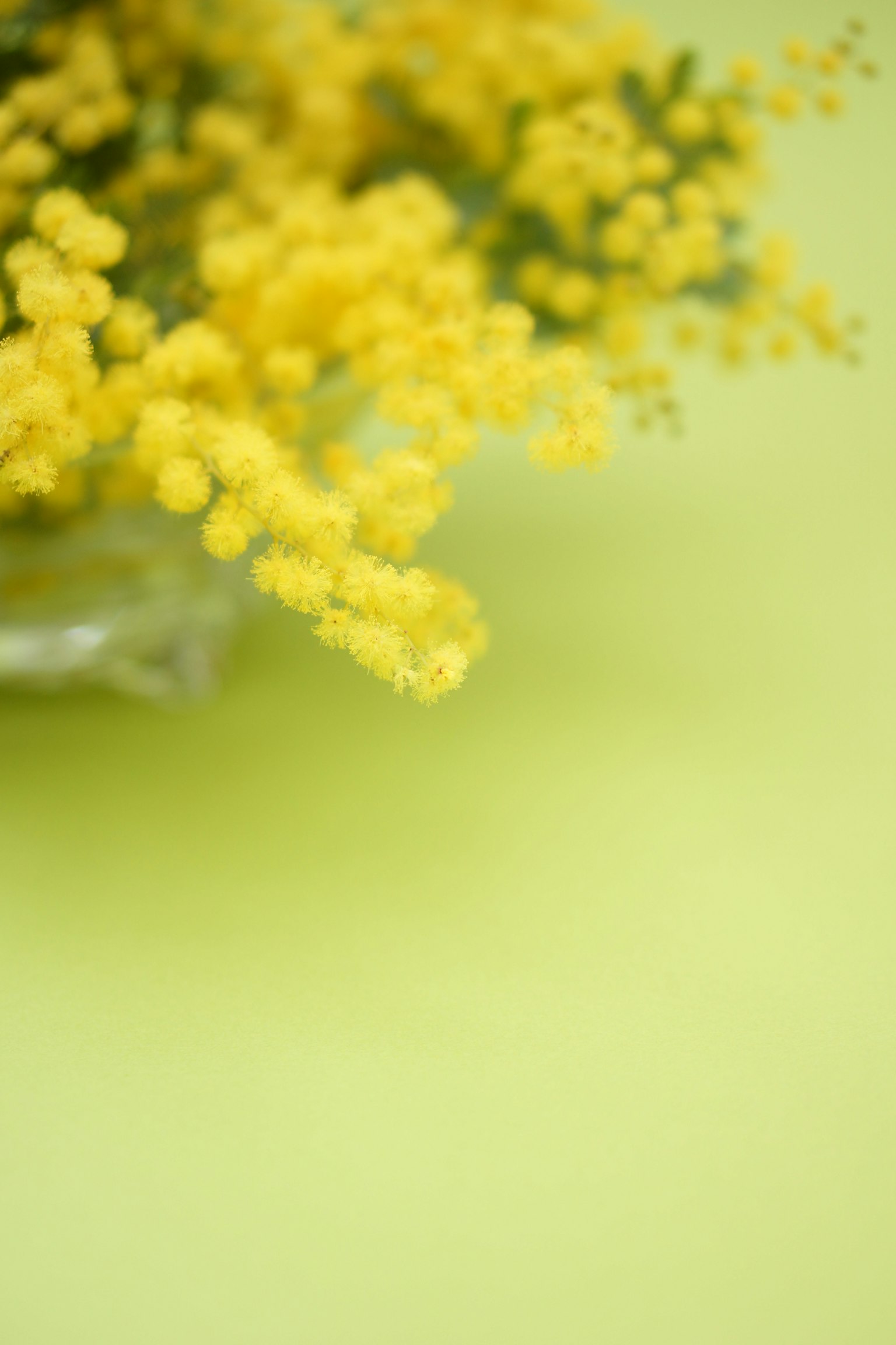 Flores de mimosa amarillas sobre un fondo verde
