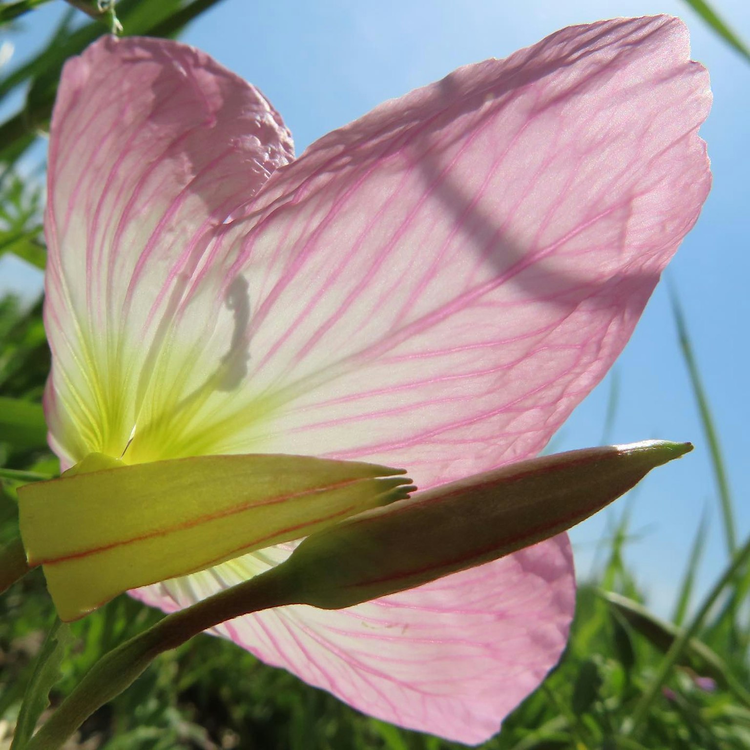 Flor rosa delicada con hojas verdes bajo un cielo azul