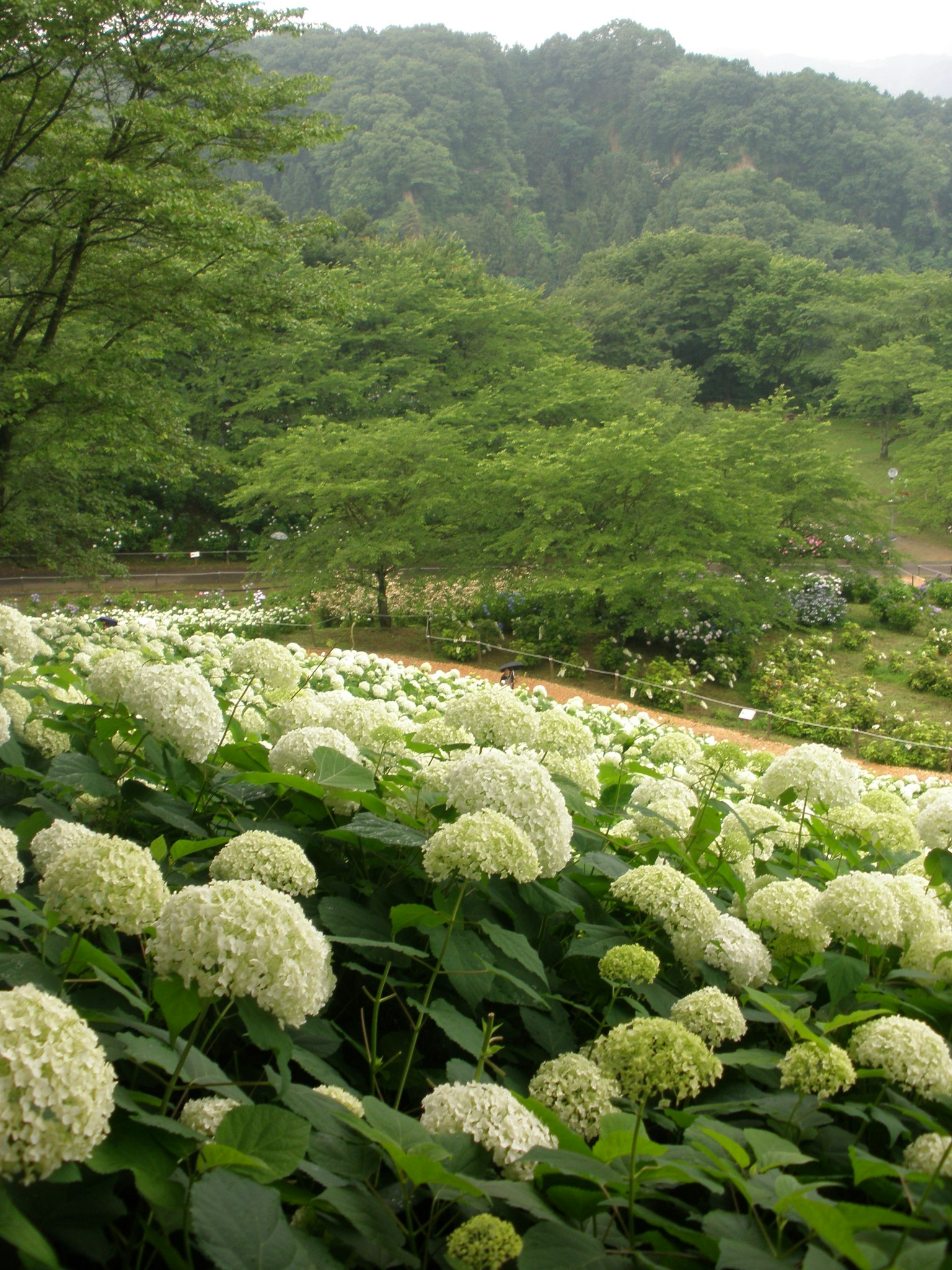 Pemandangan dengan bunga hortensia putih mekar dan pegunungan hijau di latar belakang