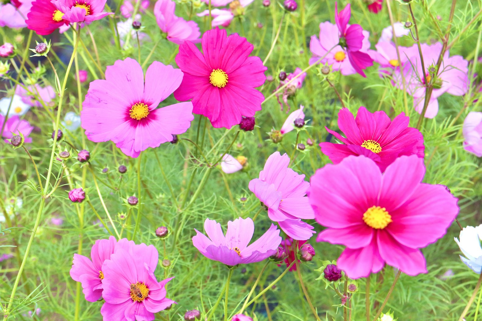 ดอกคอสมอสสีชมพูและสีม่วงสดใสเบ่งบานในสวน