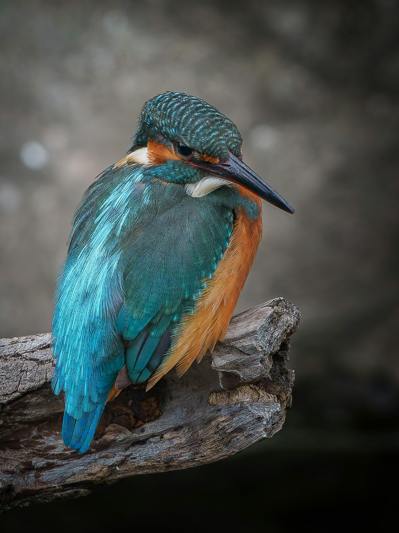 Ein Eisvogel mit türkisfarbenen Federn, der auf einem Ast sitzt
