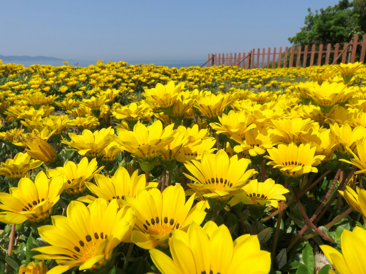 Un vibrante campo de flores amarillas bajo un cielo azul claro