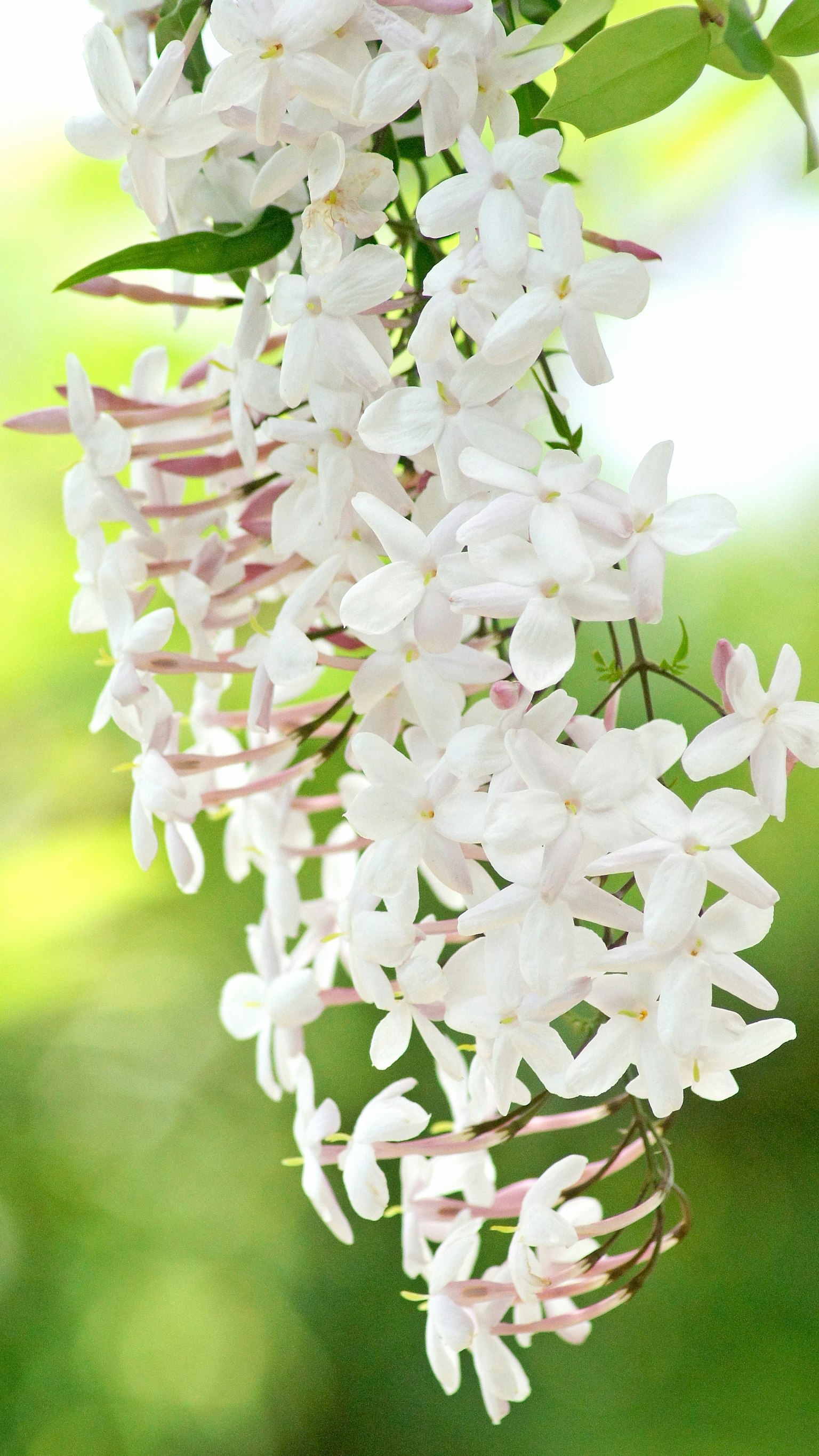 Nahaufnahme von schönen weißen Blumen, die von einer Pflanze hängen