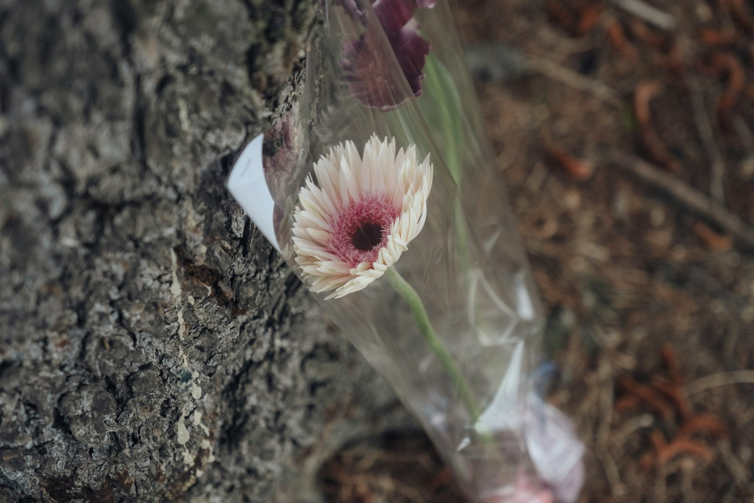A flower in a plastic wrap leaning against a tree trunk