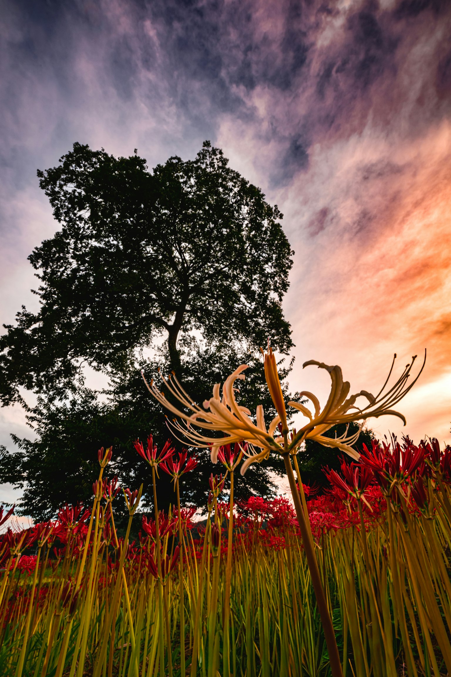 夕焼けの空の下に立つ大きな木と赤い彼岸花の花
