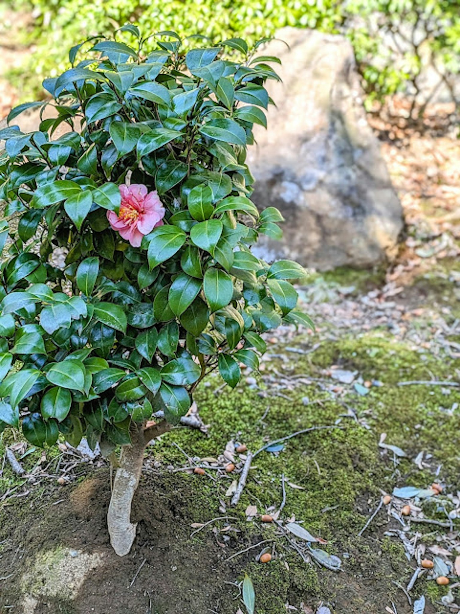 Petit arbre entouré de feuilles vertes avec une fleur rose
