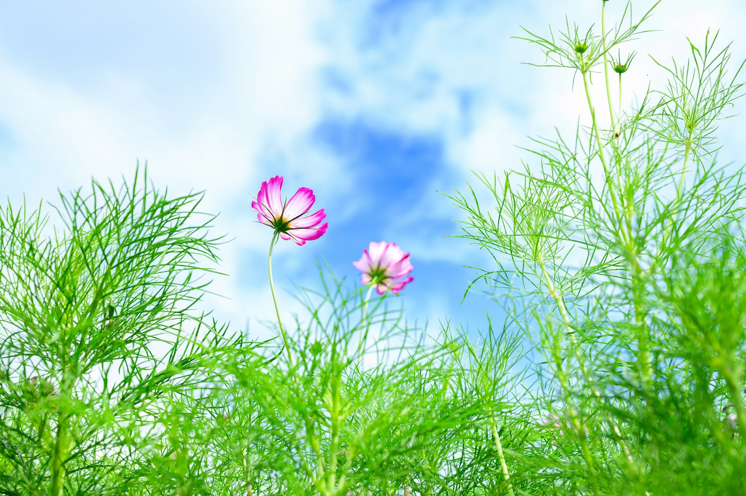 Fleurs de cosmos fleurissant sous un ciel bleu avec un feuillage vert