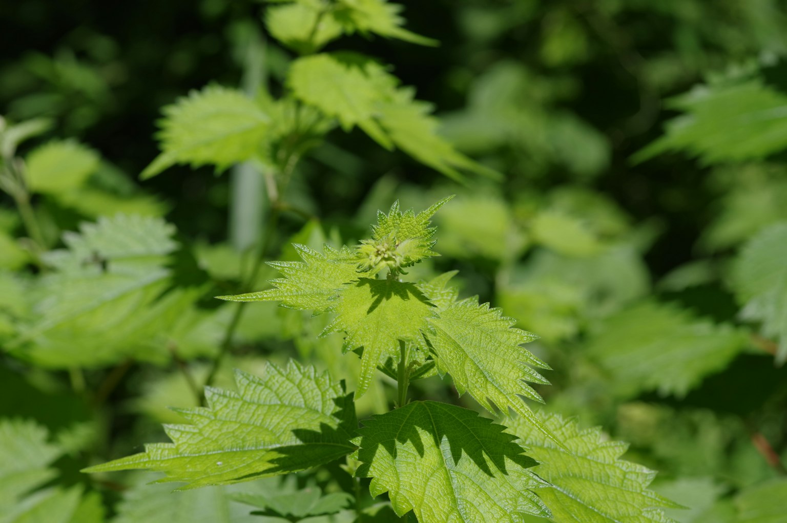 绿叶植物的特写图像