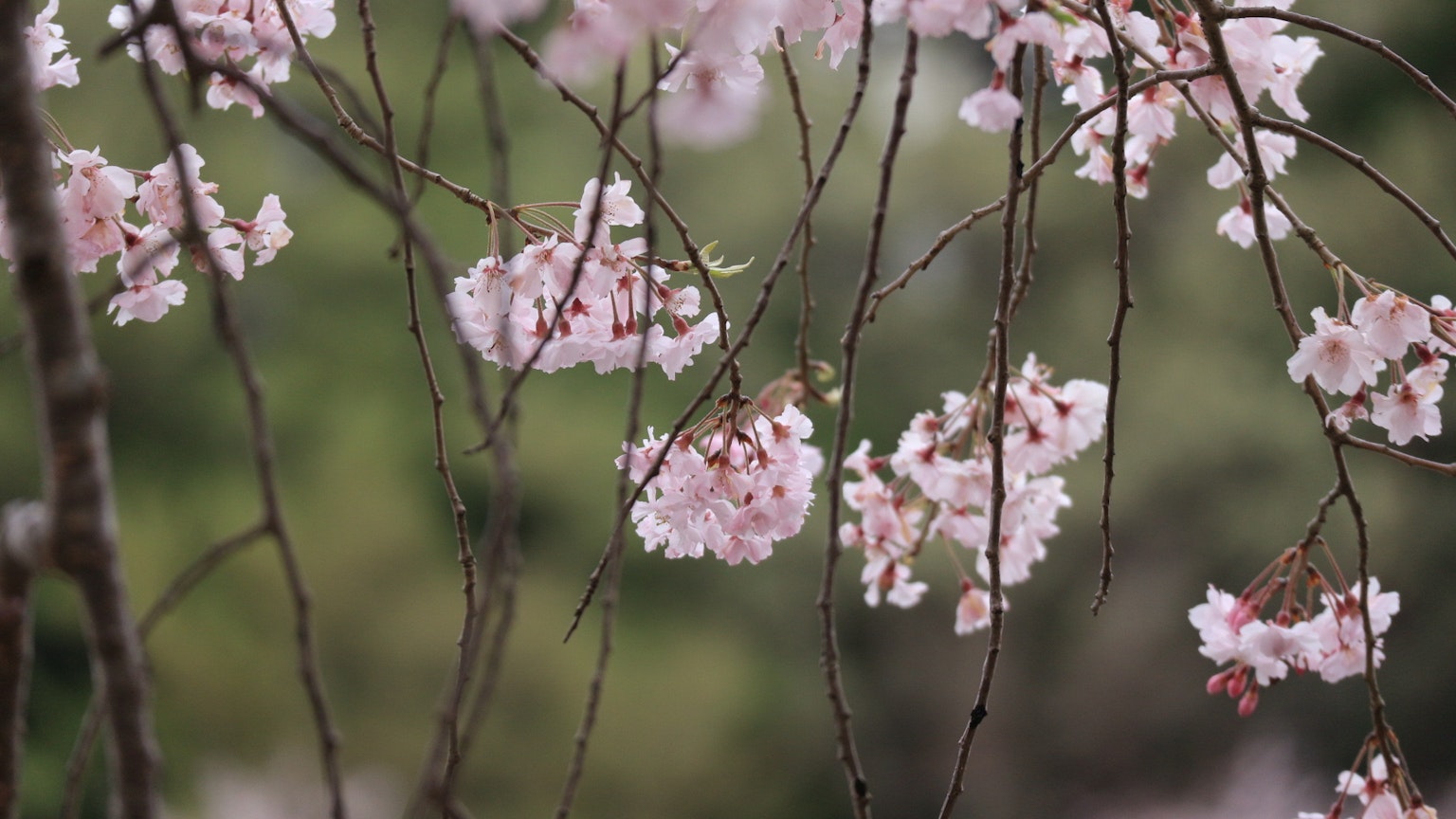 Primo piano di rami di ciliegio con fiori rosa