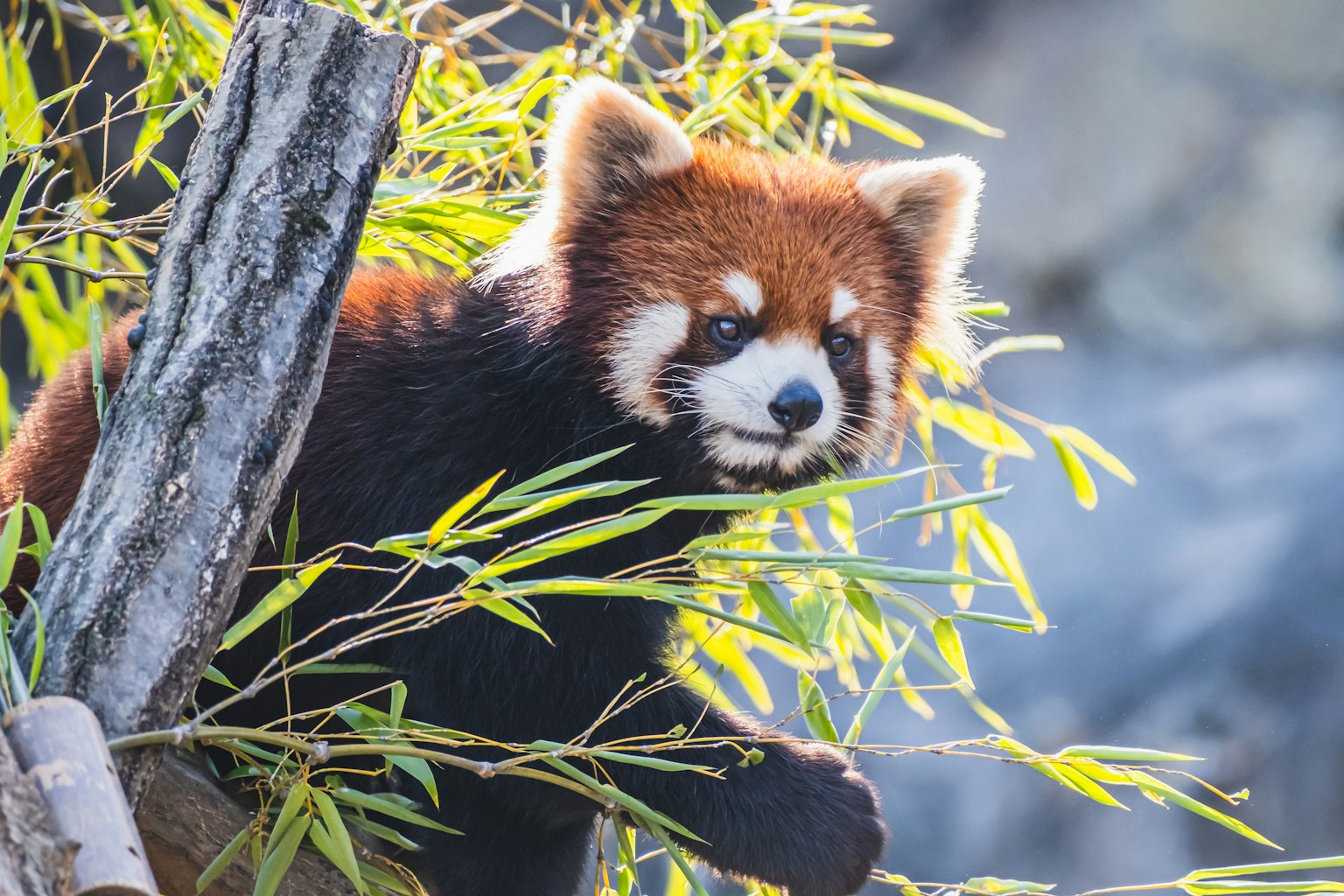 Panda roux émergeant à travers les feuilles de bambou
