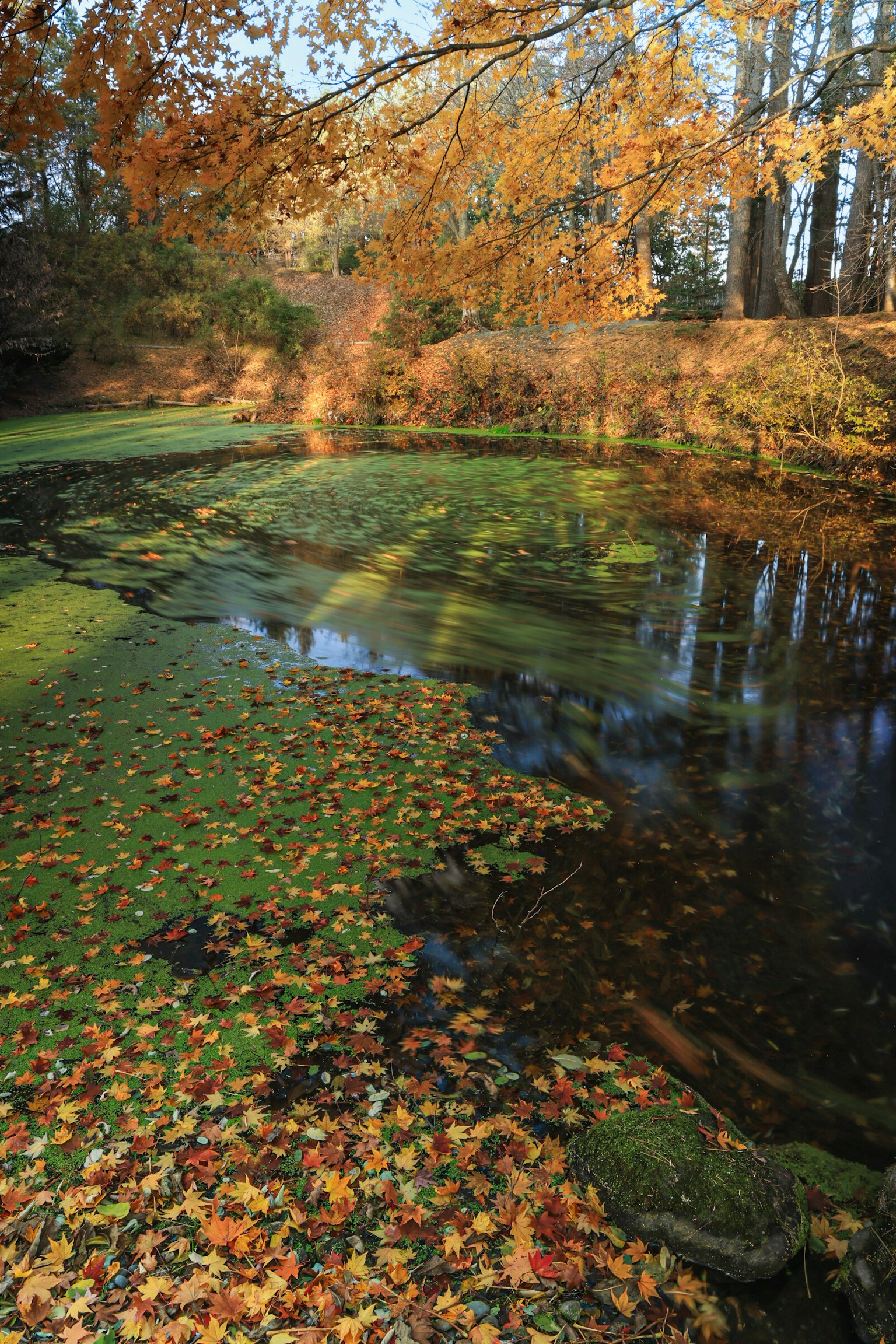 秋の葉が浮かぶ静かな池の風景