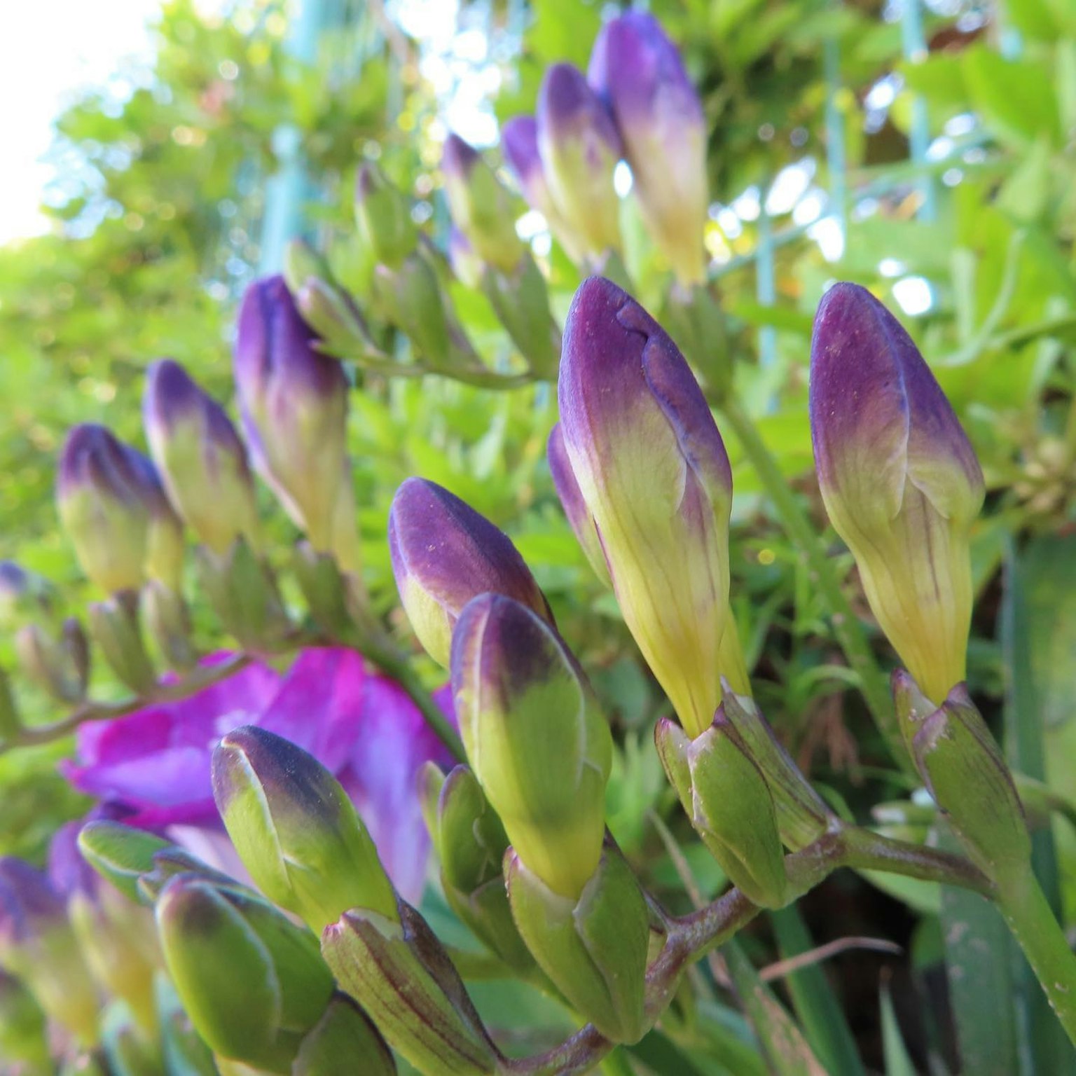 Buds de flores moradas rodeados de hojas verdes antes de florecer
