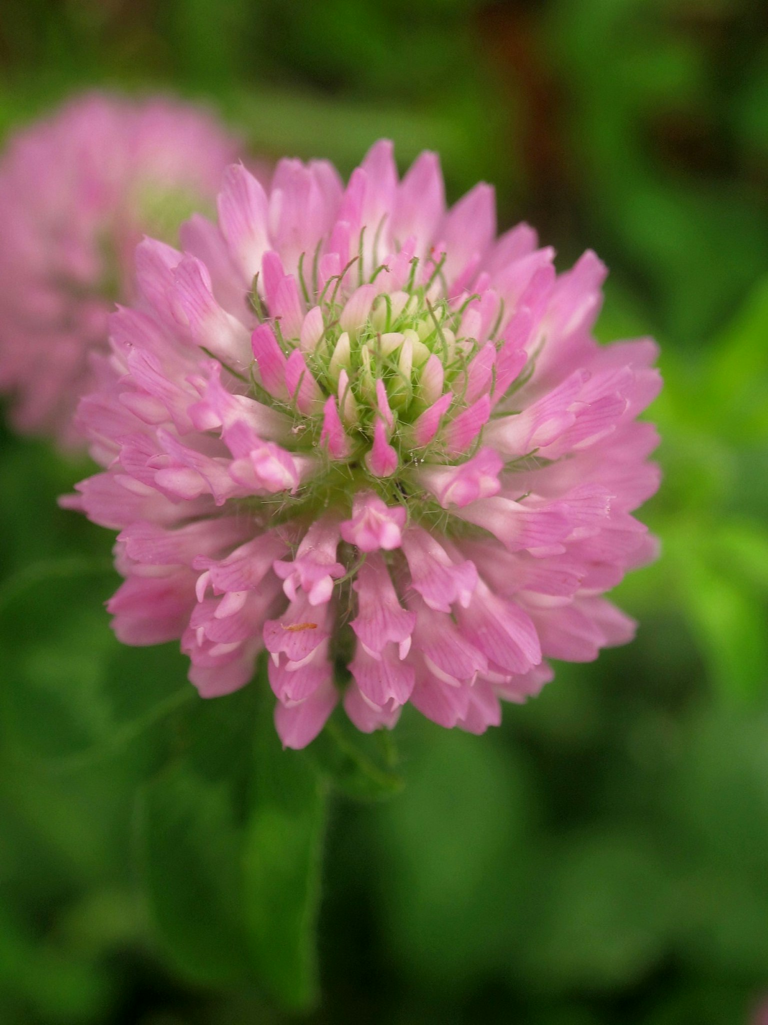 A vibrant pink clover flower blooming against a green background
