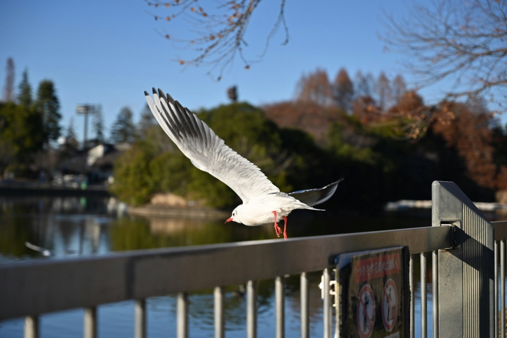 湖畔の手すりにとまる鳥が飛び立つ瞬間
