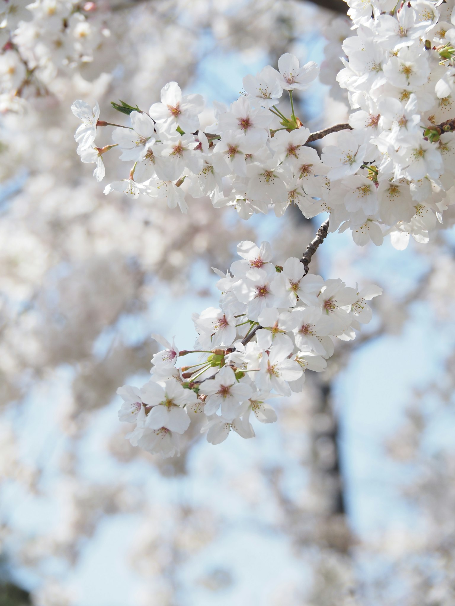 Nahaufnahme von weißen Kirschblüten an einem Ast vor blauem Himmel