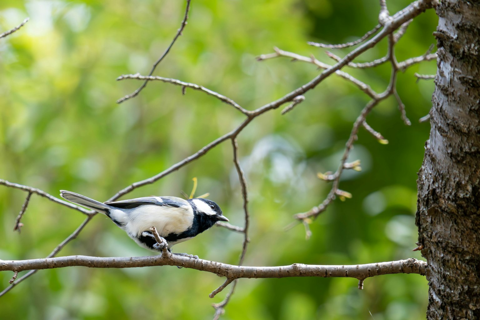 Seekor burung tit besar bertengger di cabang dengan latar belakang hijau