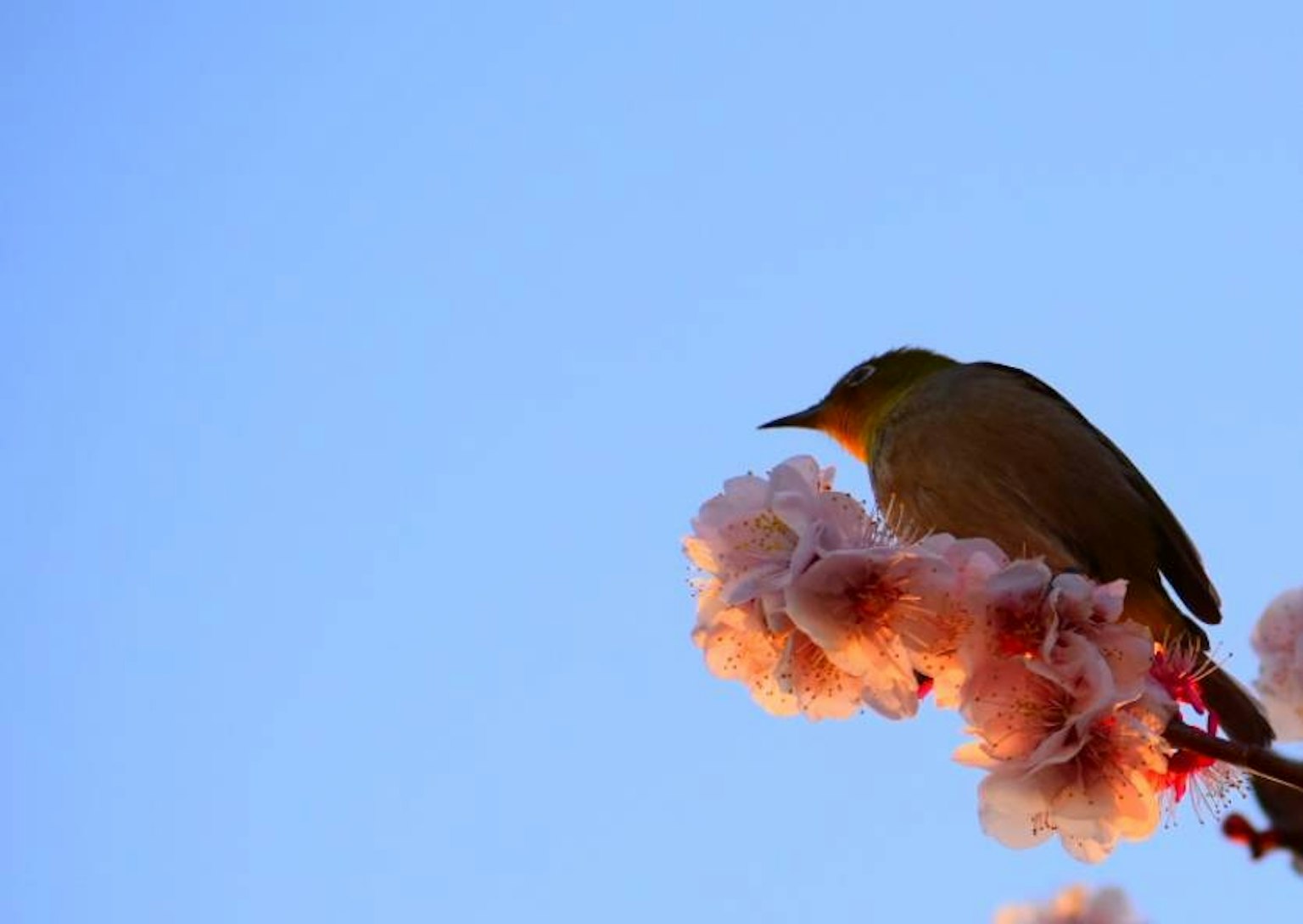 Un petit oiseau perché sur des fleurs de cerisier sous un ciel bleu