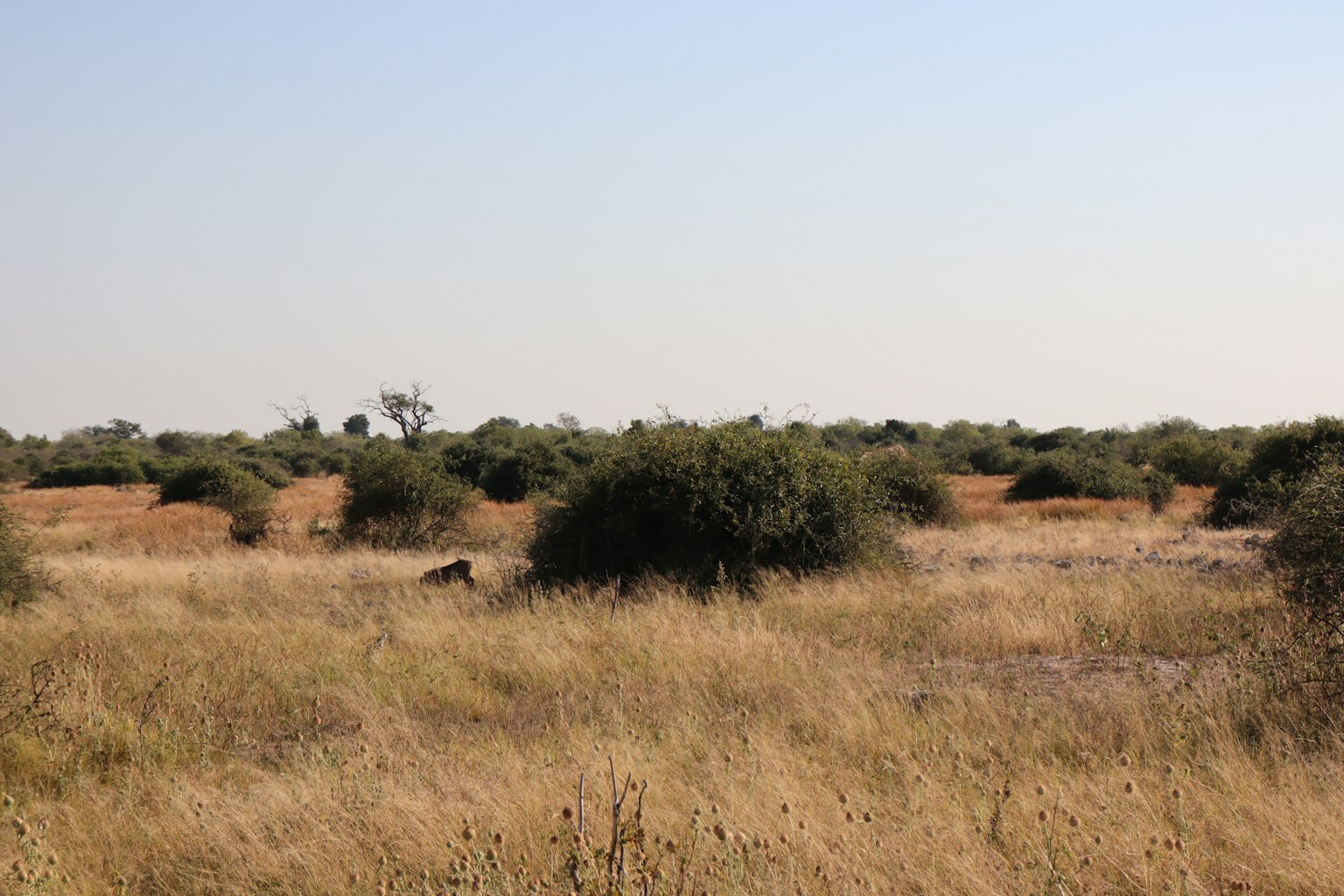 Weite Graslandschaft mit verstreuten Sträuchern und trockenem Gelände