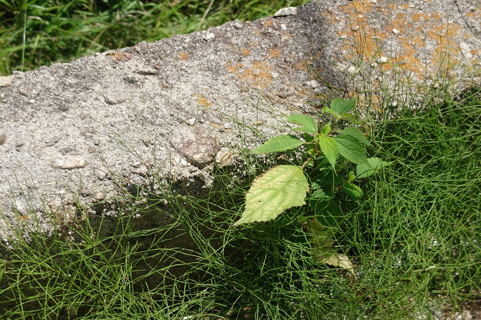Feuilles vertes poussant près d'un mur en béton avec de la mousse