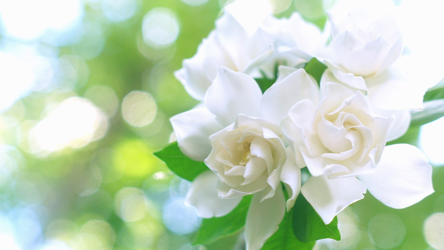 Image of white flowers blooming against a green background