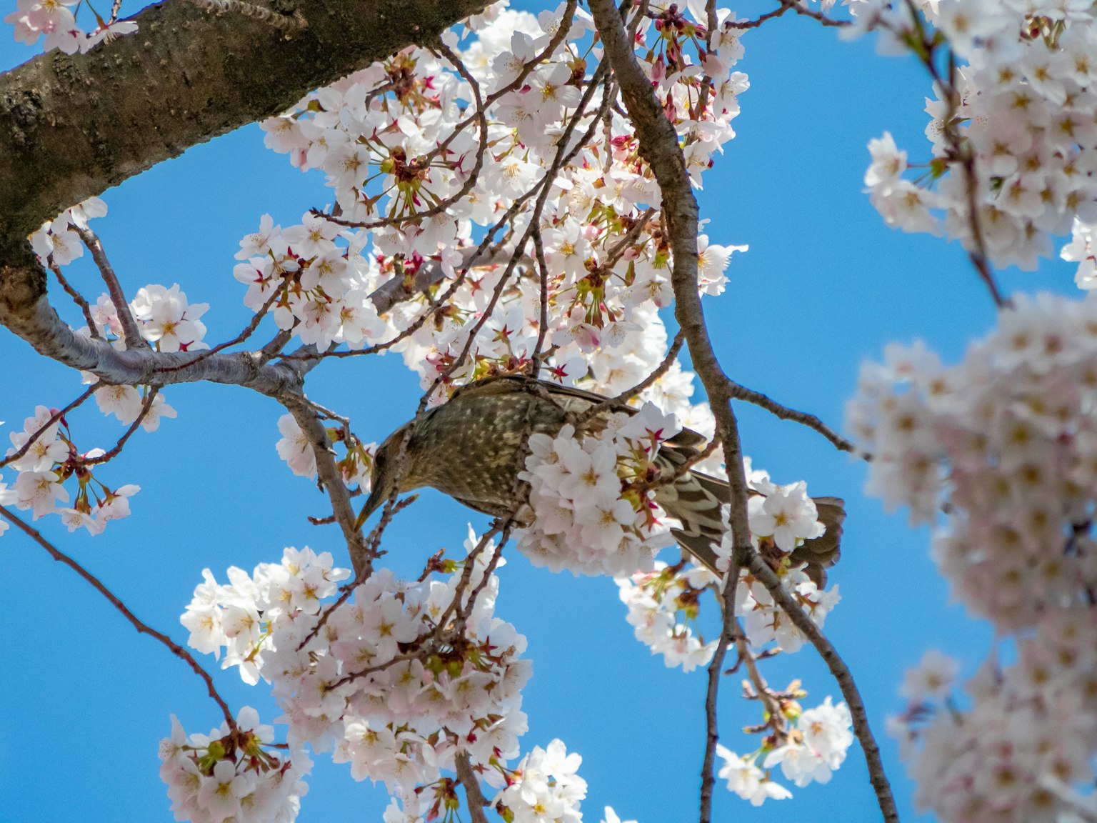 Un uccello appollaiato tra i fiori di ciliegio sotto un cielo blu